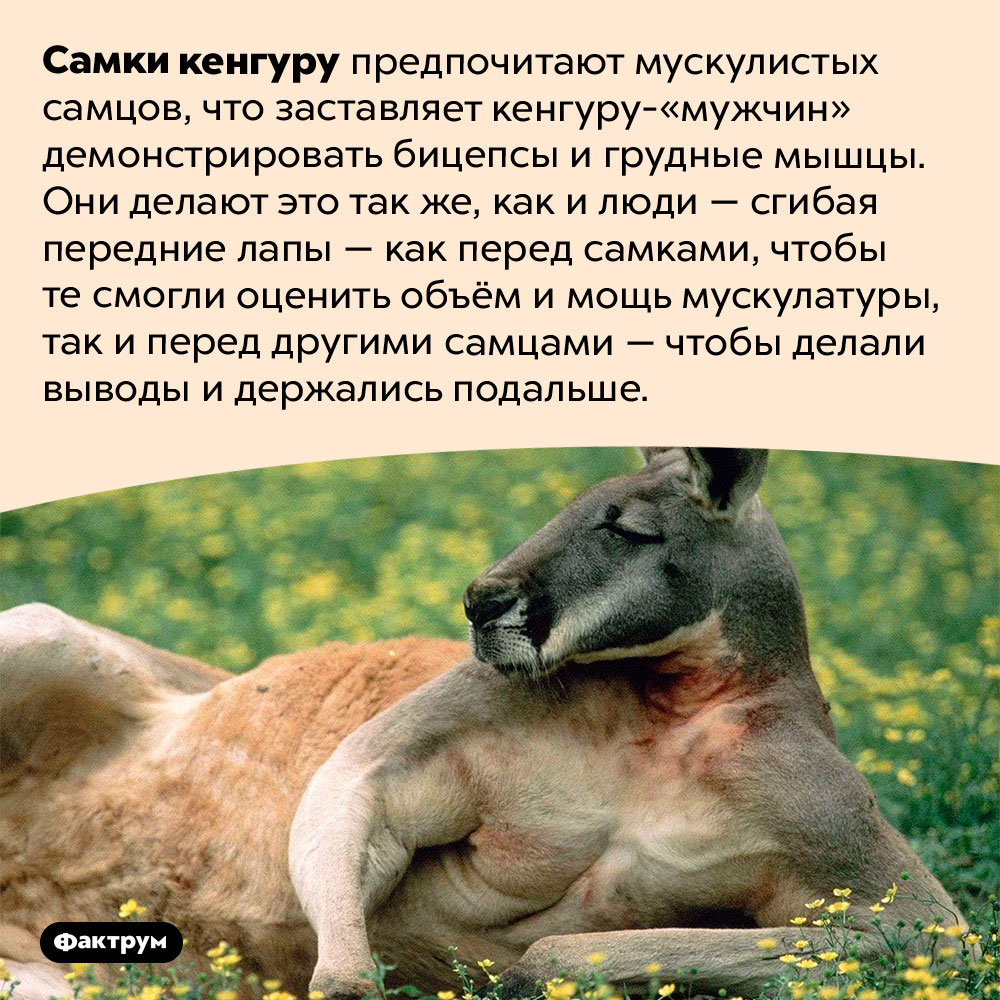 Зачем кенгуру демонстрируют бицепсы. Самки кенгуру предпочитают мускулистых самцов, что заставляет кенгуру-«мужчин» демонстрировать бицепсы и грудные мышцы. Они делают это так же, как и люди — сгибая передние лапы — как перед самками, чтобы те смогли оценить объём и мощь мускулатуры, так и перед другими самцами — чтобы делали выводы и держались подальше.