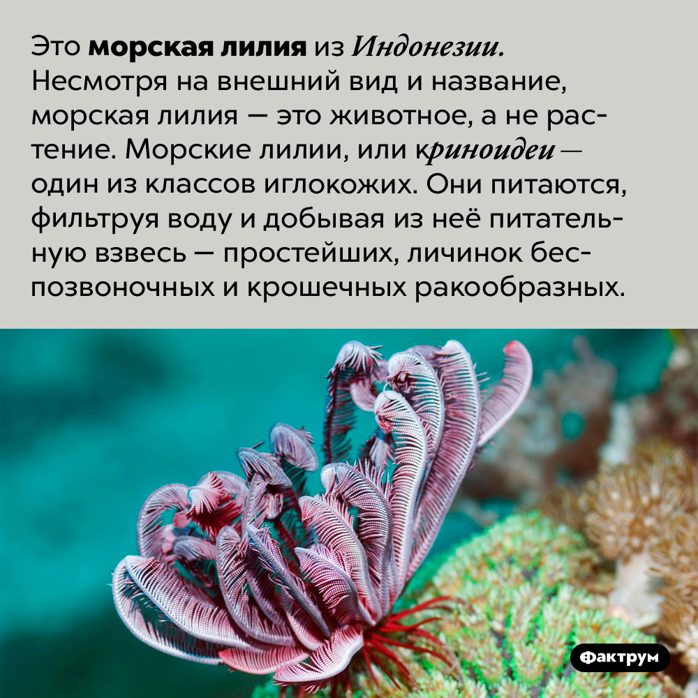 Морская лилия — это животное, а не растение. Это морская лилия из Индонезии. Несмотря на внешний вид и название, морская лилия — это животное, а не растение. Морские лилии, или криноидеи — один из классов иглокожих. Они питаются, фильтруя воду и добывая из неё питательную взвесь — простейших, личинок беспозвоночных и крошечных ракообразных.