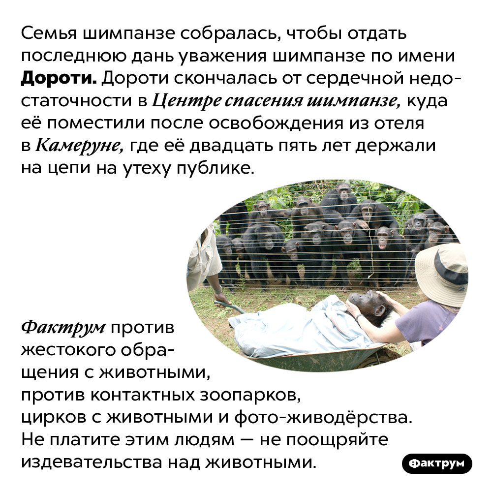 Прощание с Дороти. Семья шимпанзе собралась, чтобы отдать последнюю дань уважения шимпанзе по имени Дороти. Дороти скончалась от сердечной недостаточности в Центре спасения шимпанзе, куда её поместили после освобождения из отеля в Камеруне, где её двадцать пять лет держали на цепи на утеху публике.
Фактрум против жестокого обращения с животными, против контактных зоопарков, цирков с животными и фото-живодёрства. Не платите этим людям — не поощряйте издевательства над животными.
