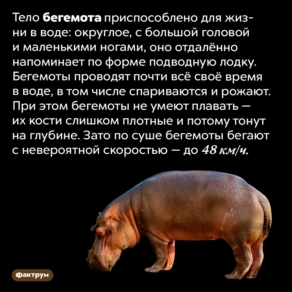 Бегемоты живут в воде, но не умеют плавать. Тело бегемота приспособлено для жизни в воде: округлое, с большой головой и маленькими ногами, оно отдалённо напоминает по форме подводную лодку. Бегемоты проводят почти всё своё время в воде, в том числе спариваются и рожают. При этом бегемоты не умеют плавать — их кости слишком плотные и потому тонут на глубине. Зато по мелководью бегемоты бегают с невероятной скоростью — до 40 км/ч.