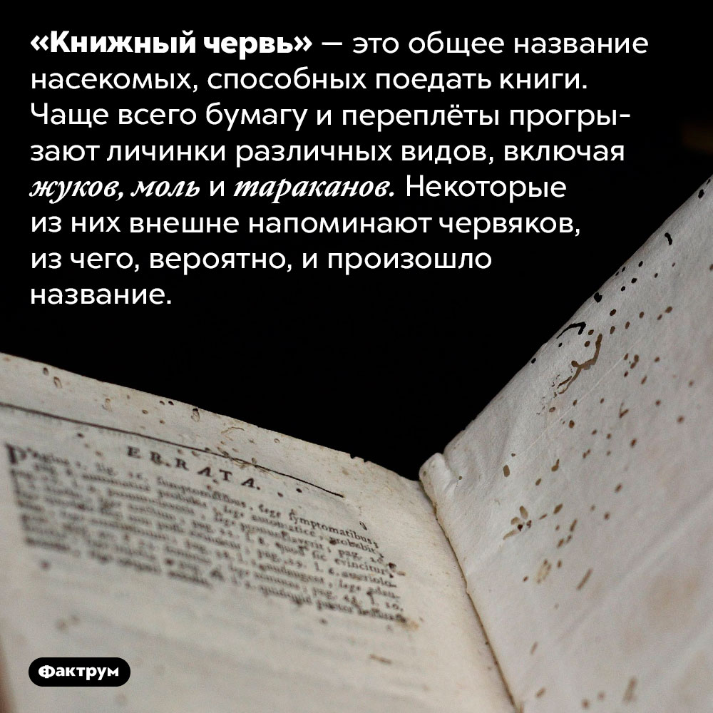 Что такое «книжный червь». «Книжный червь» — это общее название насекомых, способных поедать книги. Чаще всего бумагу и переплёты прогрызают личинки различных видов, включая жуков, моль и тараканов. Некоторые из них внешне напоминают червяков, из чего, вероятно, и произошло название.