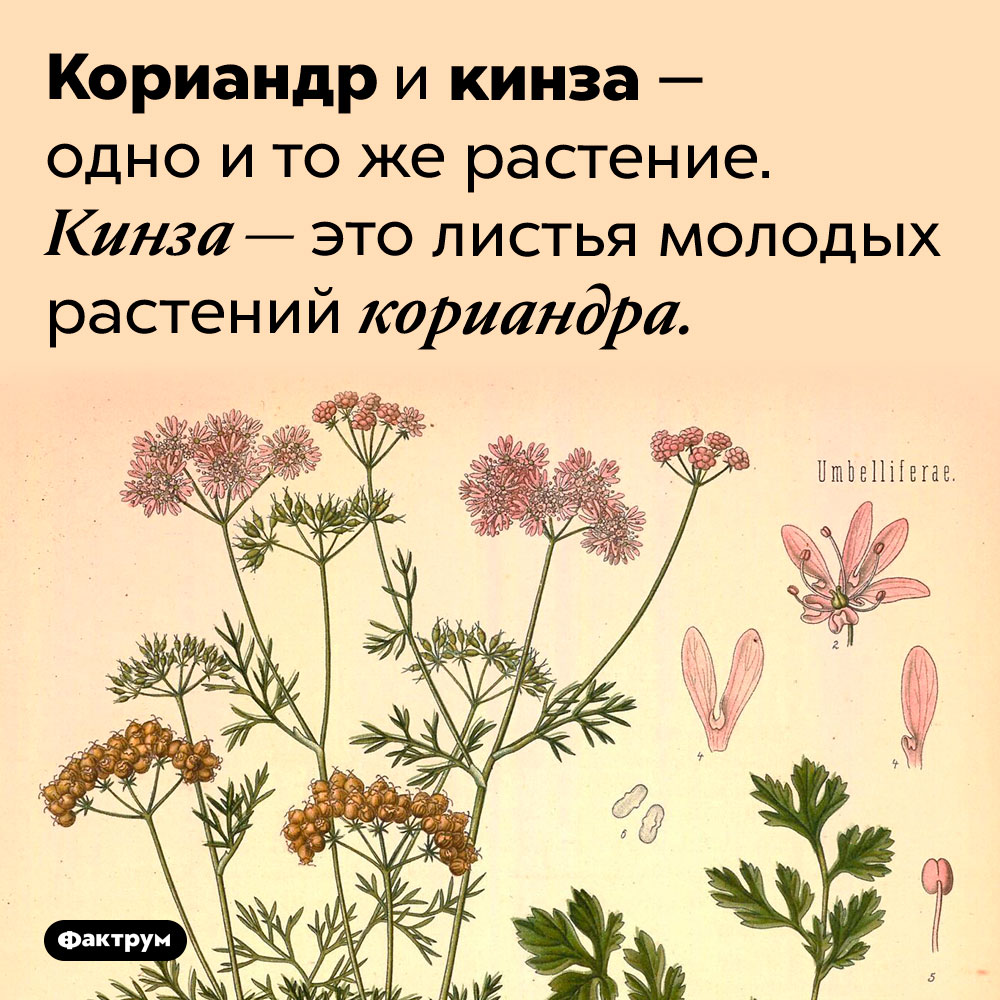 Кориандр и кинза — это одно и то же. Кориандр и кинза — одно и то же растение. Кинза — это листья молодых растений кориандра. 