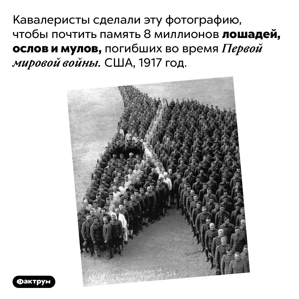 Лошади Первой Мировой войны. Кавалеристы сделали эту фотографию, чтобы почтить память 8 миллионов лошадей, ослов и мулов, погибших во время Первой мировой войны. США, 1917 год.