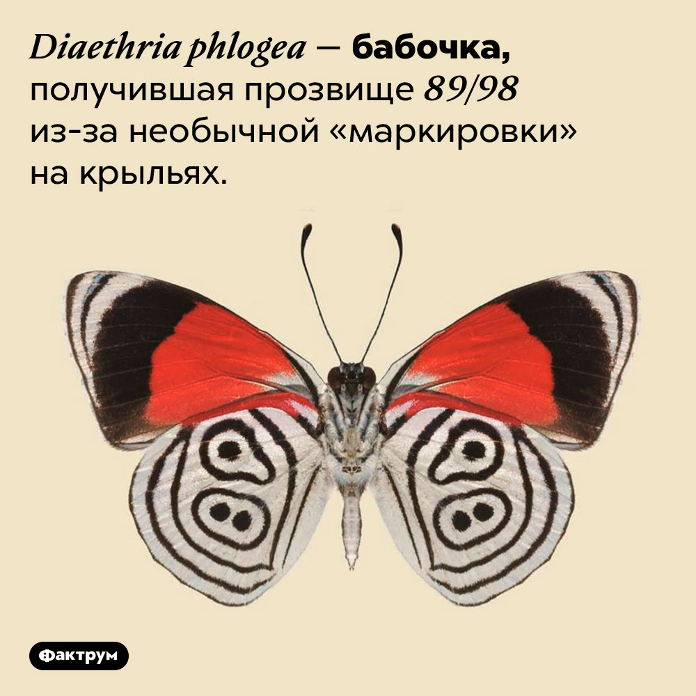 Бабочка с цифрами на крыльях. <em>Diaethria phlogea —</em> бабочка, получившая прозвище 89/98 из-за необычной «маркировки» на крыльях. 
