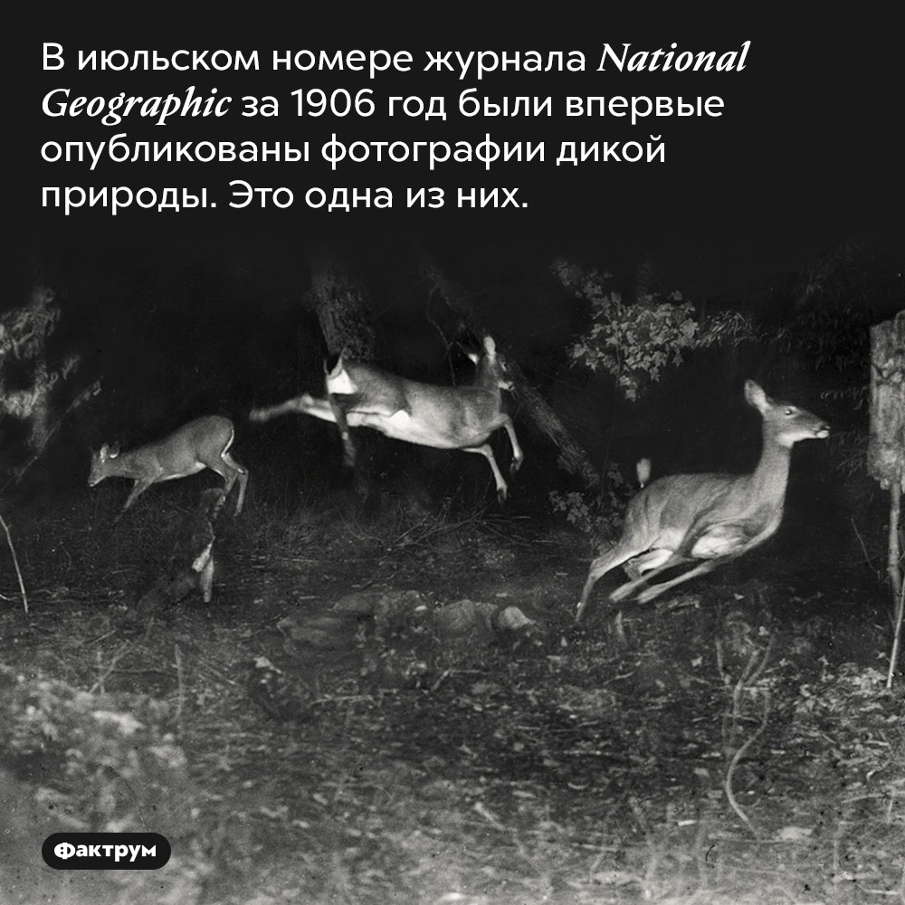 Одна из первых опубликованных фотографий дикой природы. В июльском номере журнала <em>National Geographic</em> за 1906 год были впервые опубликованы фотографии дикой природы. Это одна из них.
