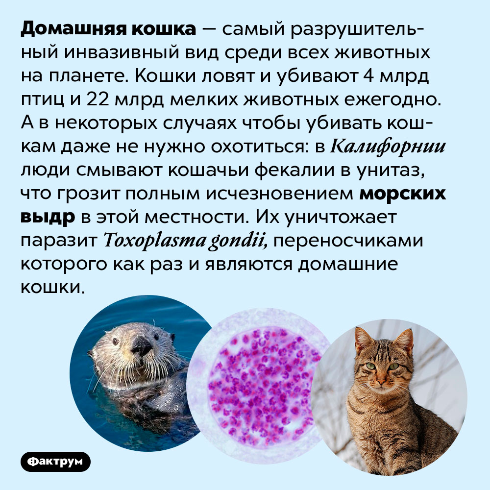 Кошка Фото Животного Домашняя Кошка Фото Животного Домашняя