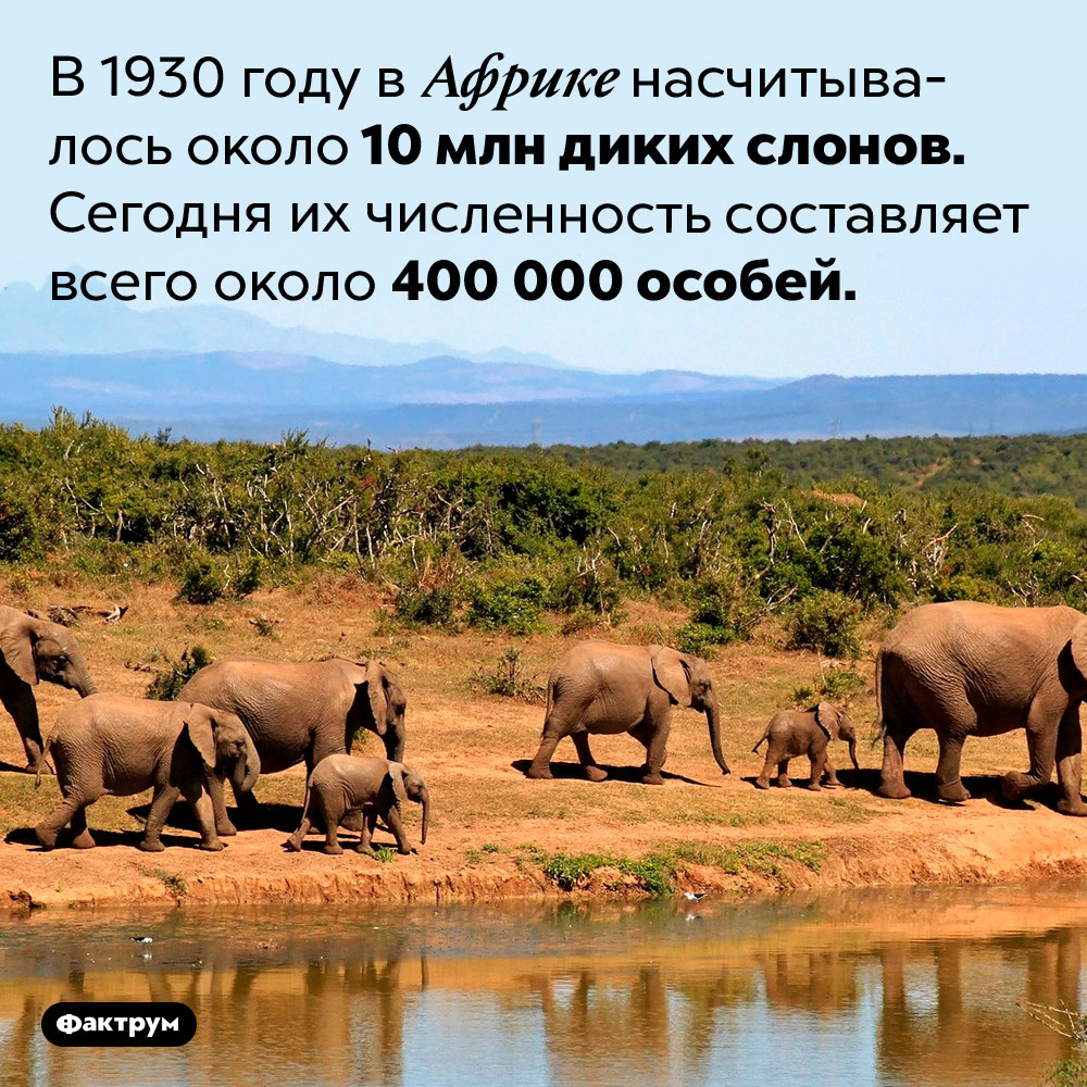 За последние сто лет популяция африканских слонов сильно сократилась. В 1930 году в Африке насчитывалось около 10 млн диких слонов. Сегодня их численность составляет всего около 400 000 особей.