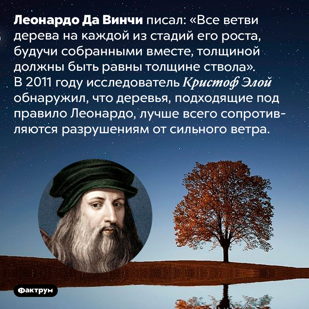 Деревья, подходящие под правило Леонардо Да Винчи, самые крепкие. Леонардо Да Винчи писал: «Все ветви дерева на каждой из стадий его роста, будучи собранными вместе, толщиной должны быть равны толщине ствола». В 2011 году исследователь Кристоф Элой обнаружил, что деревья, подходящие под правило Леонардо, лучше всего сопротивляются разрушениям от сильного ветра.