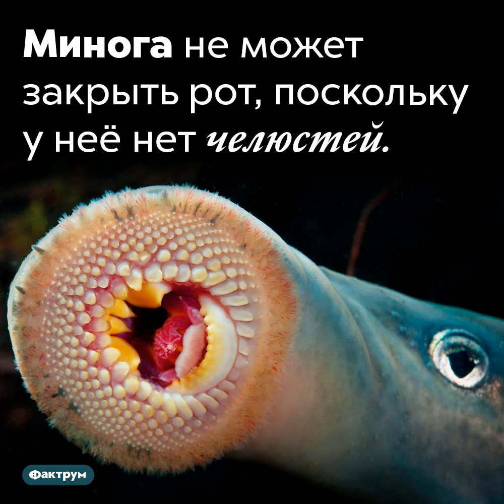 Почему минога не может закрыть рот. Минога не может закрыть рот, поскольку у неё нет челюстей.