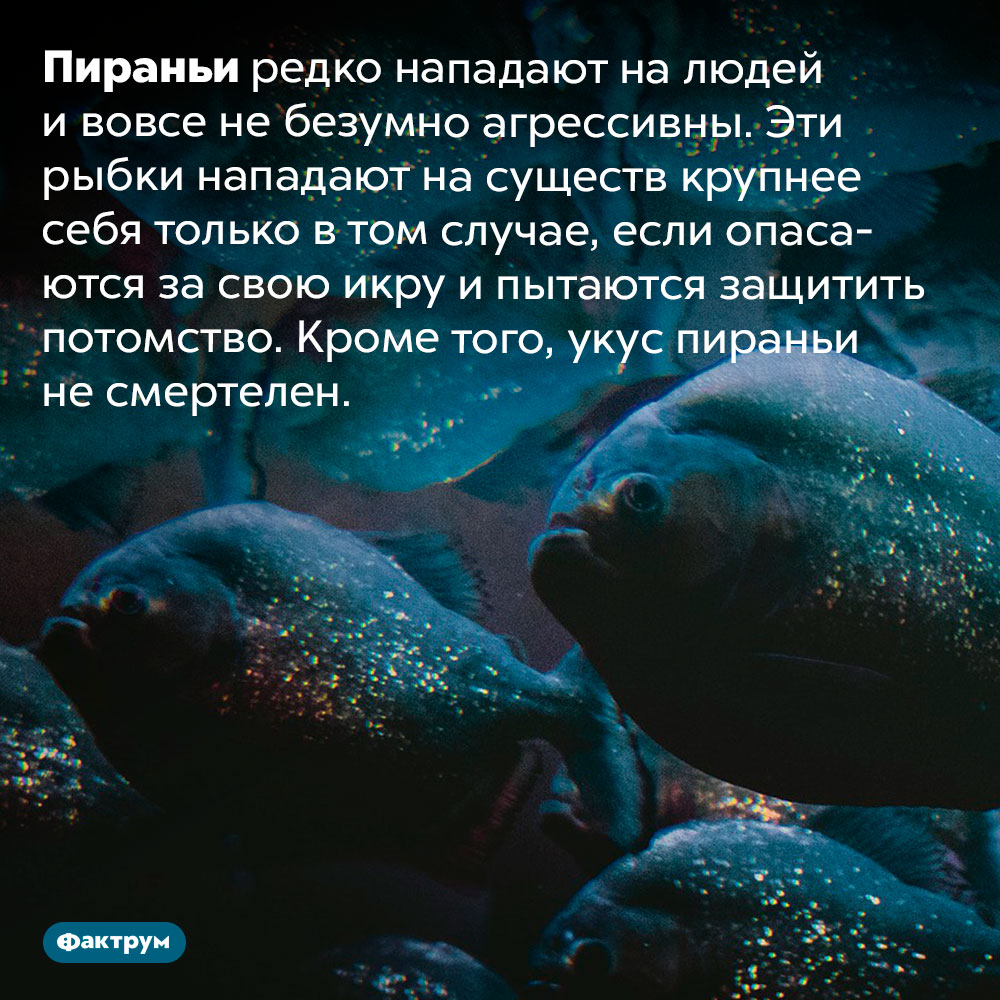 Опасность пираний для людей сильно преувеличена. Пираньи редко нападают на людей и вовсе не безумно агрессивны. Эти рыбки нападают на существ крупнее себя только в том случае, если опасаются за свою икру и пытаются защитить потомство. Кроме того, укус пираньи не смертелен.