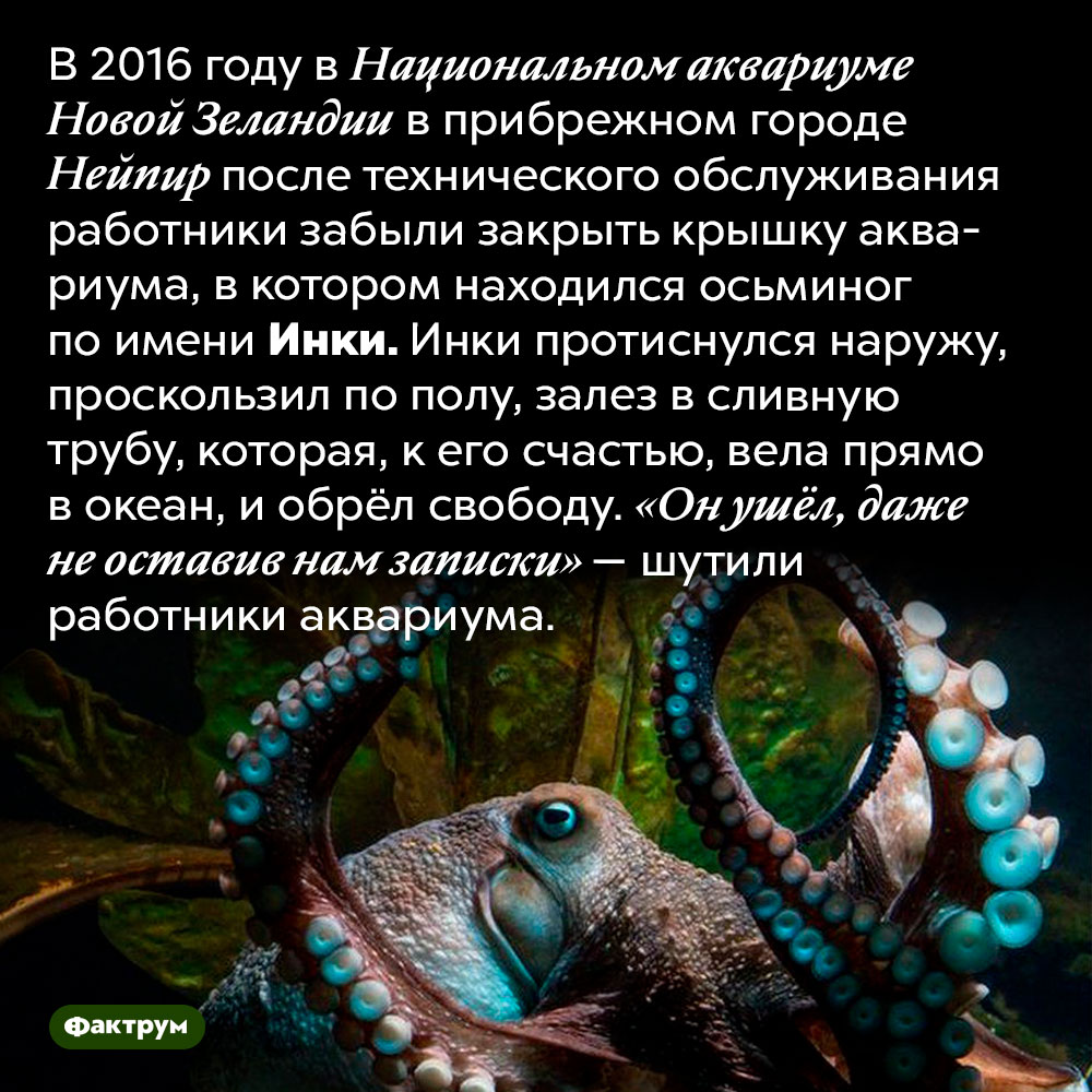 Свободолюбивый осьминог по имени Инки. В 2016 году в Национальном аквариуме Новой Зеландии в прибрежном городе Нейпир после технического обслуживания работники забыли закрыть крышку аквариума, в котором находился осьминог по имени Инки. Инки протиснулся наружу, проскользил по полу, залез в сливную трубу, которая, к его счастью, вела прямо в океан, и обрёл свободу. «Он ушёл, даже не оставив нам записки» — шутили работники аквариума.