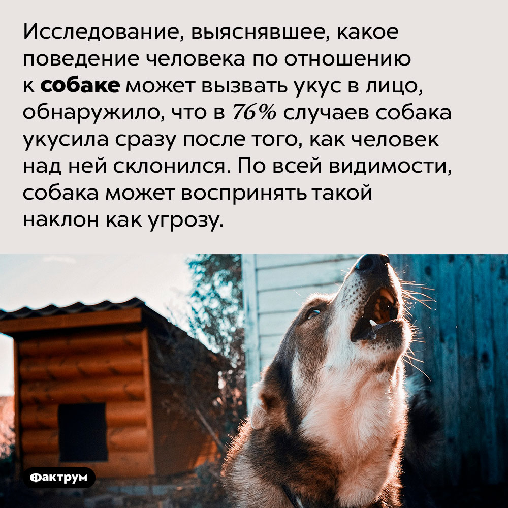 Не наклоняйтесь над собаками, если не хотите получить укус в лицо.
Исследование, выяснявшее, какое поведение человека по отношению к собаке может вызвать укус в лицо, обнаружило, что в 76% случаев собака укусила сразу после того, как человек над ней склонился. По всей видимости, собака может воспринять такой наклон как угрозу.
