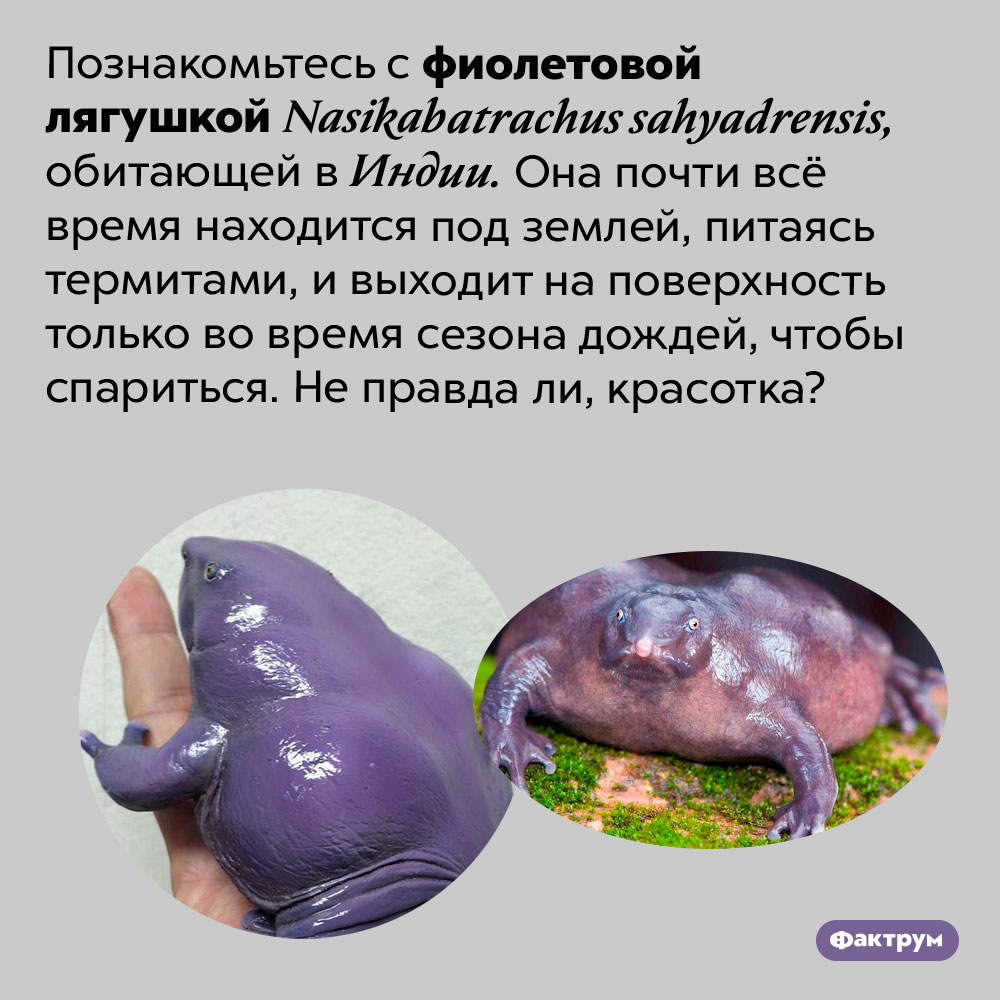 Фиолетовая лягушка. Познакомьтесь с фиолетовой лягушкой Nasikabatrachus sahyadrensis, обитающей в Индии. Она почти всё время находится под землей, питаясь термитами, и выходит на поверхность только во время сезона дождей, чтобы спариться. Не правда ли, красотка?