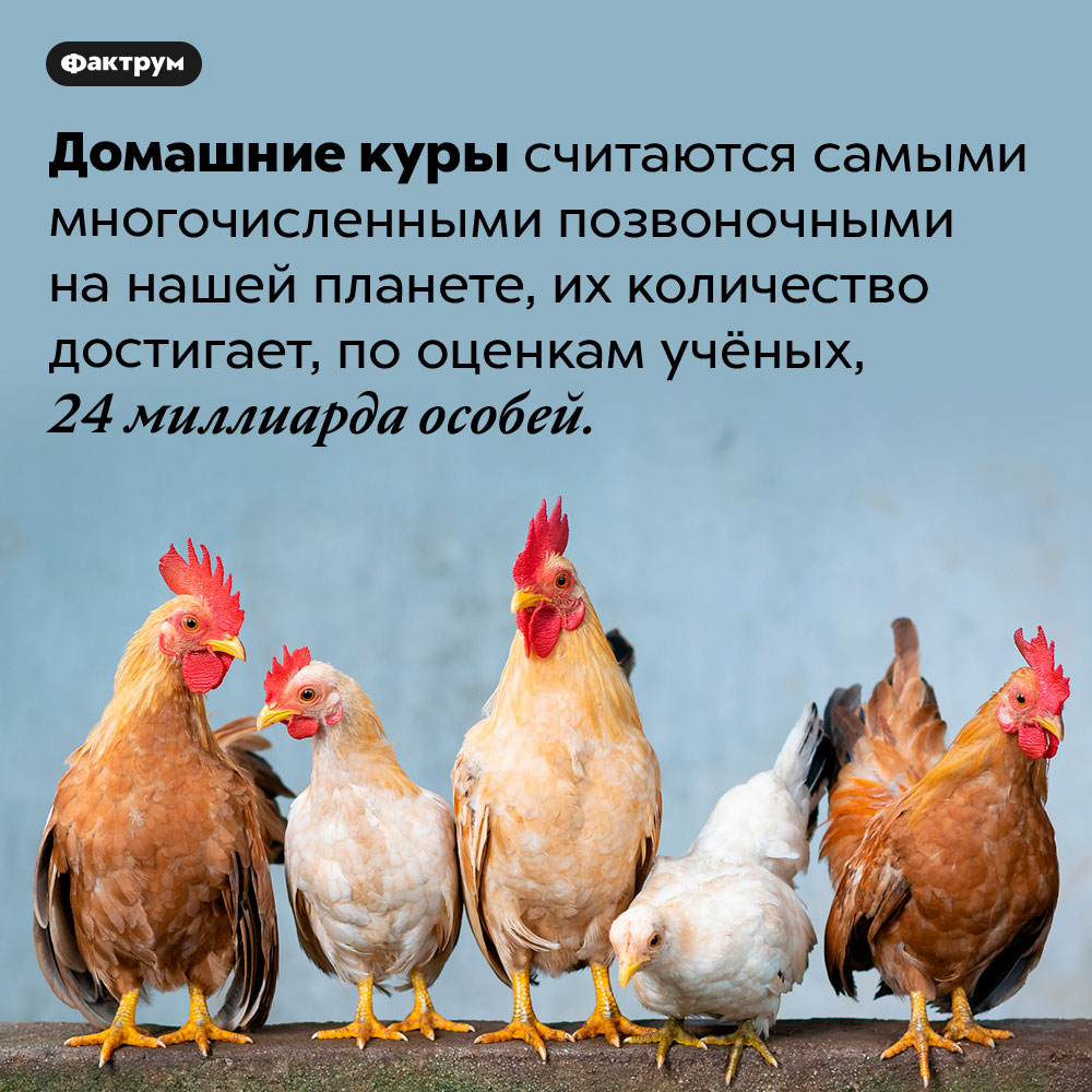 Куры-рекордсмены по числу особей среди всех позвоночных планеты. Домашние куры считаются самыми многочисленными позвоночными на нашей планете, их количество достигает, по оценкам учёных, 24 миллиарда особей.