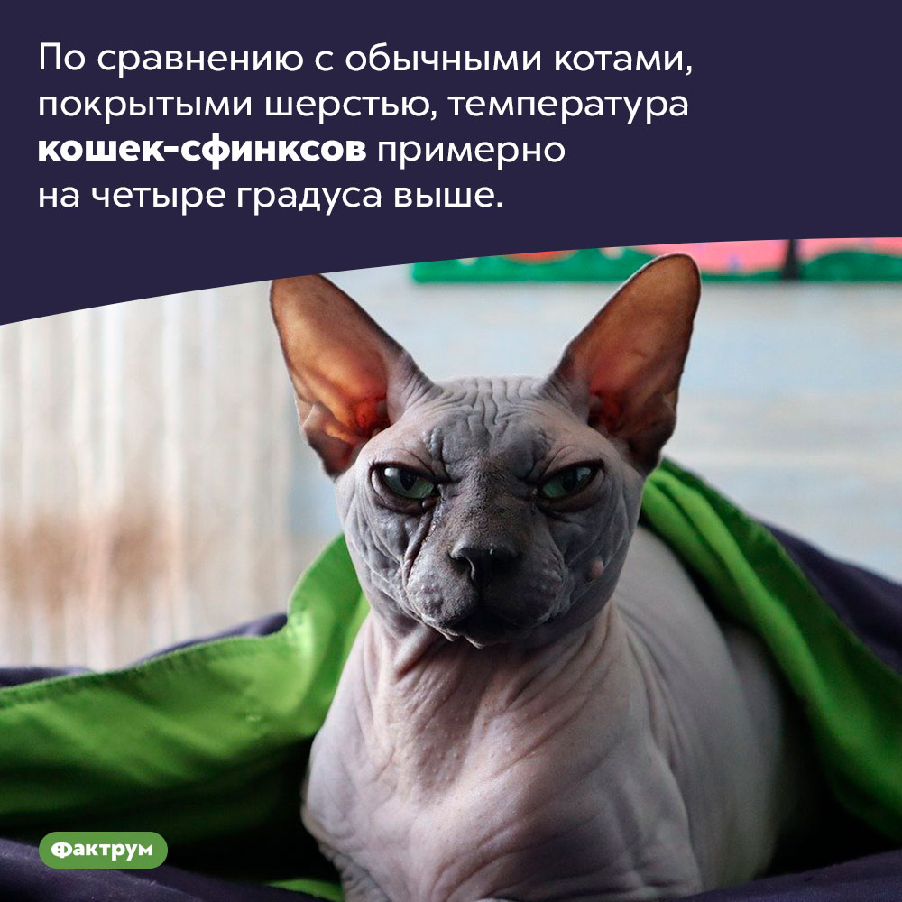 Кошки-сфинксы теплее других кошек. По сравнению с обычными котами, покрытыми шерстью, температура кошек-сфинксов примерно на четыре градуса выше.