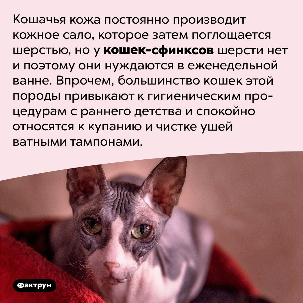 Кошек-сфинксов надо мыть. Кошачья кожа постоянно производит кожное сало, которое затем поглощается шерстью, но у кошек-сфинксов шерсти нет и поэтому они нуждаются в еженедельной ванне. Впрочем, большинство кошек этой породы привыкают к гигиеническим процедурам с раннего детства и спокойно относятся к купанию и чистке ушей ватными тампонами.