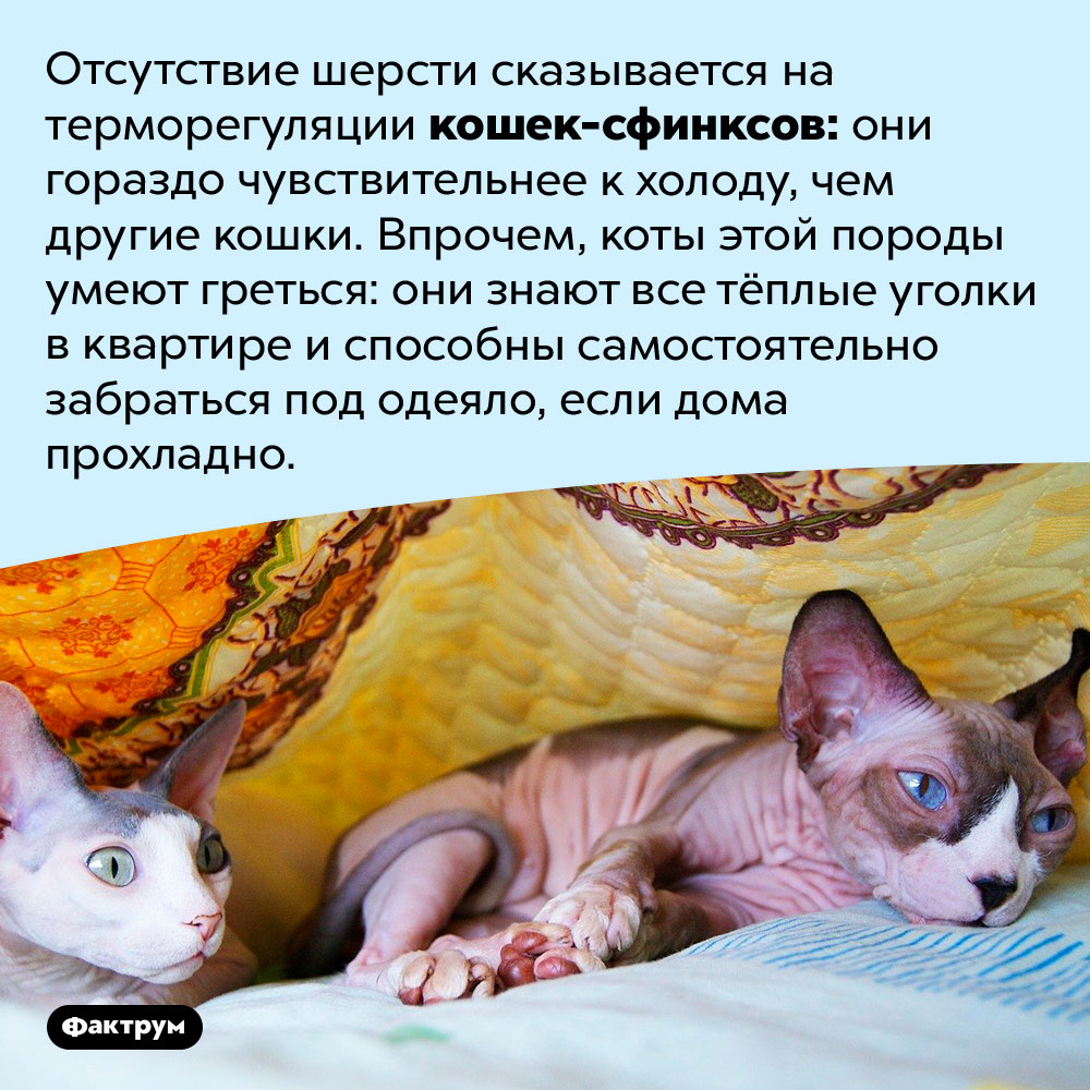 Кошки-сфинксы мёрзнут. Отсутствие шерсти сказывается на терморегуляции кошек-сфинксов: они гораздо чувствительнее к холоду, чем другие кошки. Впрочем, коты этой породы умеют греться: они знают все тёплые уголки в квартире и способны самостоятельно забраться под одеяло, если дома прохладно.