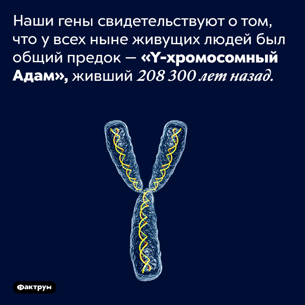 Y-хромосомный Адам. Наши гены свидетельствуют о том, что у всех ныне живущих людей был общий предок — «Y-хромосомный Адам», живший 208 300 лет назад.