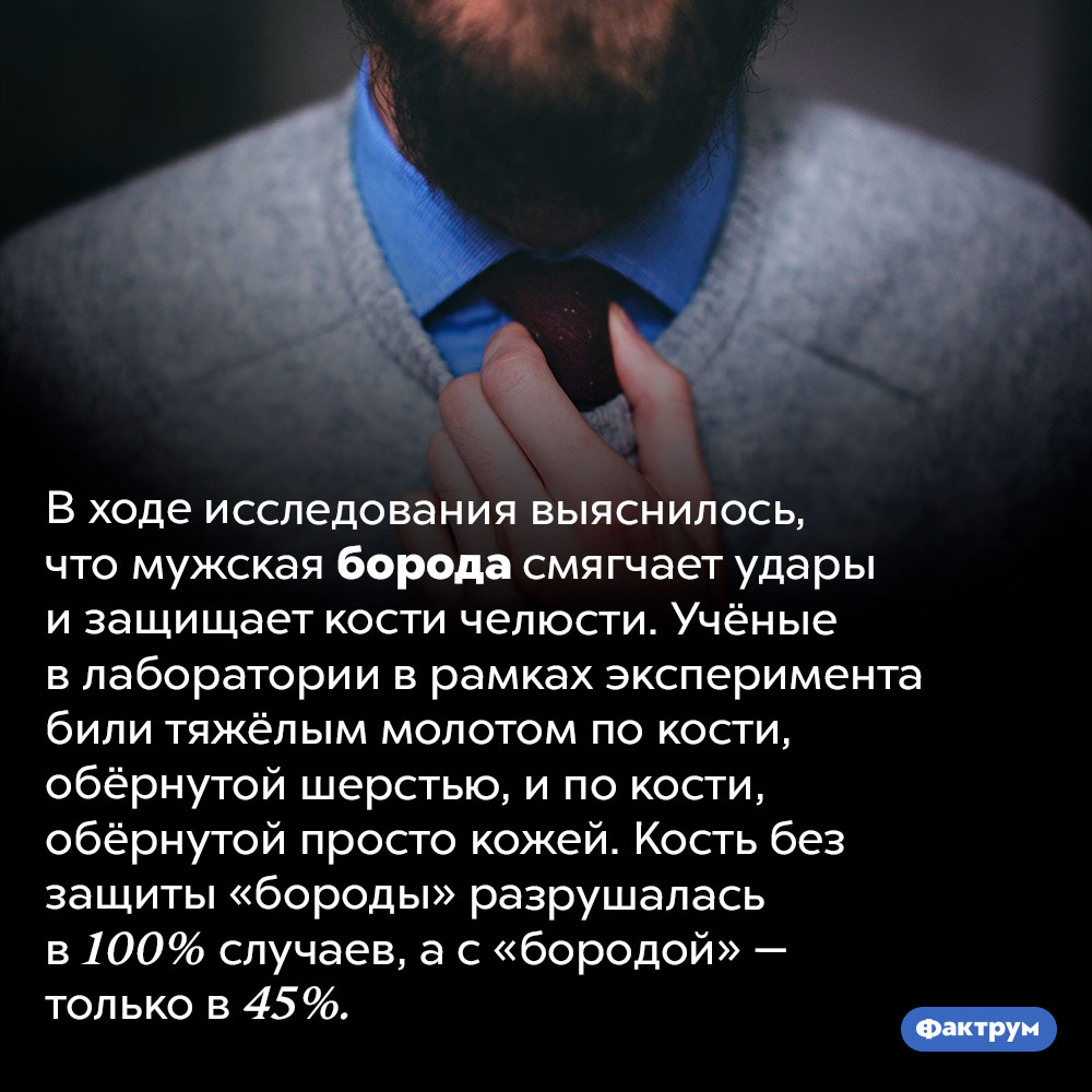 Борода противоударна. В ходе исследования выяснилось, что мужская борода смягчает удары и защищает кости челюсти. Учёные в лаборатории в рамках эксперимента били тяжёлым молотом по кости, обёрнутой шерстью, и по кости, обёрнутой просто кожей. Кость без защиты «бороды» разрушалась в 100% случаев, а с «бородой» — только в 45%.