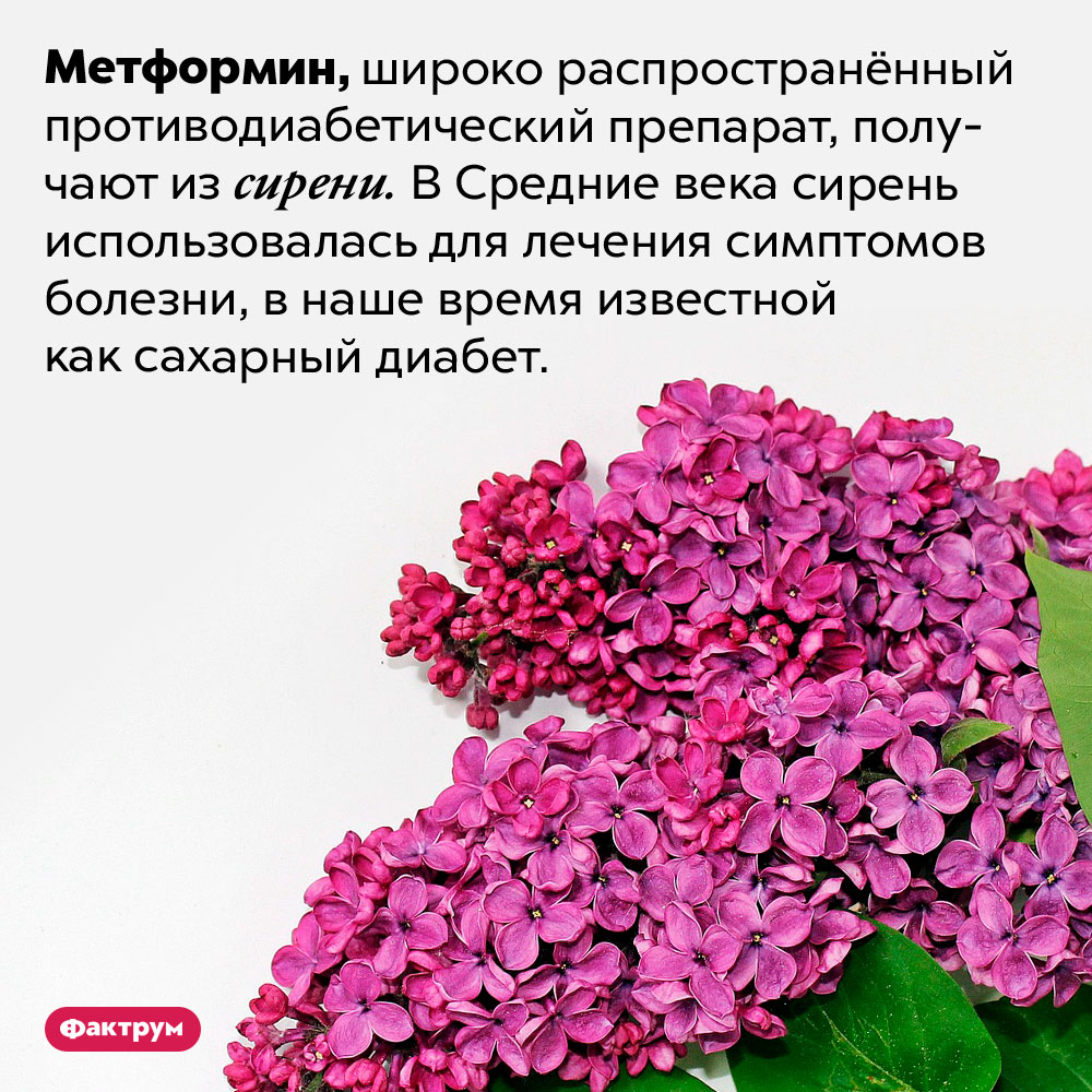 В Средние века диабет лечили сиренью. Метформин, широко распространённый противодиабетический препарат, получают из сирени. В Средние века сирень использовалась для лечения симптомов болезни, в наше время известной как сахарный диабет.