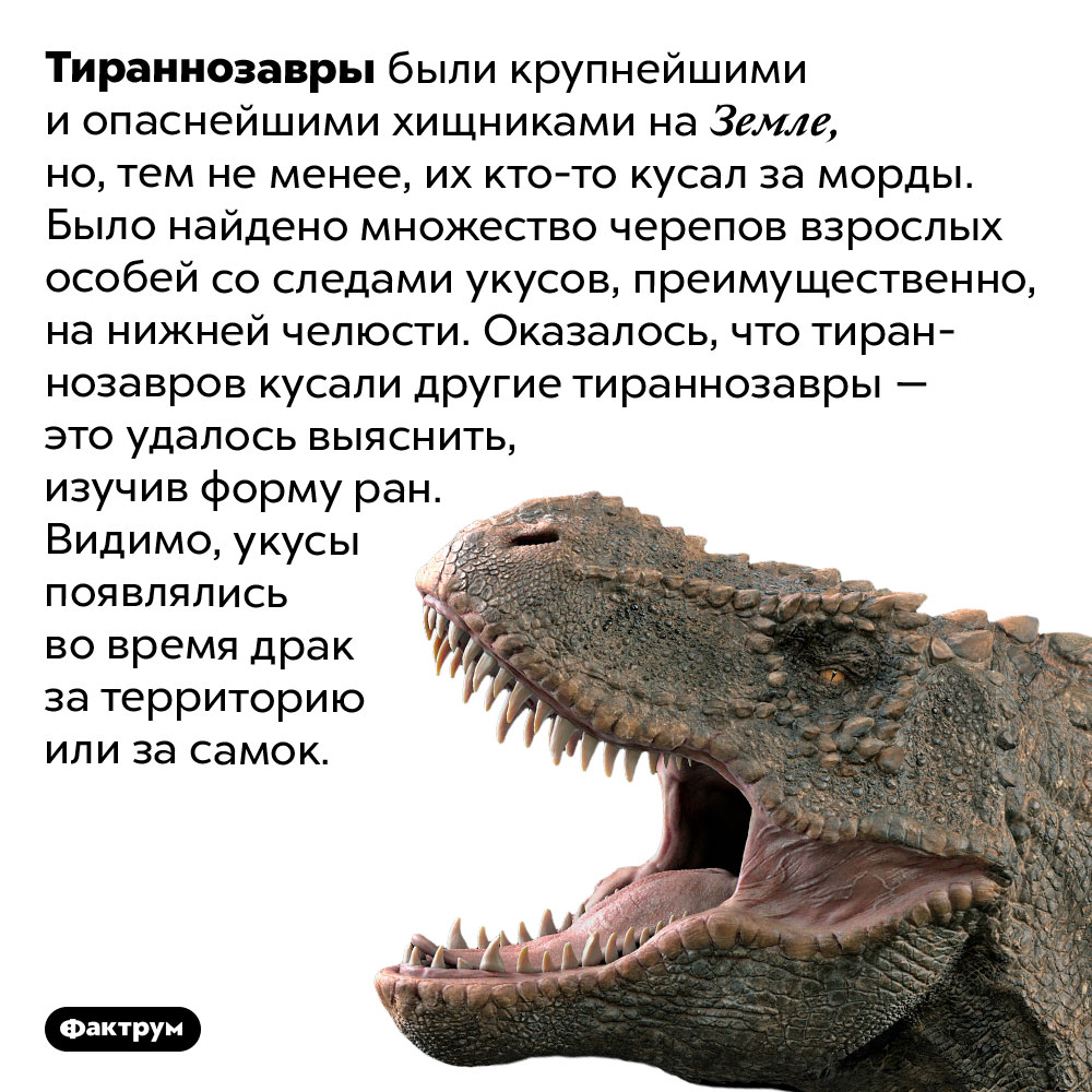 Тираннозавры кусали друг друга за морды. Тираннозавры были крупнейшими и опаснейшими хищниками на Земле, но, тем не менее, их кто-то кусал за морды. Было найдено множество черепов взрослых особей со следами укусов, преимущественно, на нижней челюсти. Оказалось, что тираннозавров кусали другие тираннозавры — это удалось выяснить, изучив форму ран. Видимо, укусы появлялись во время драк за территорию или за самок.