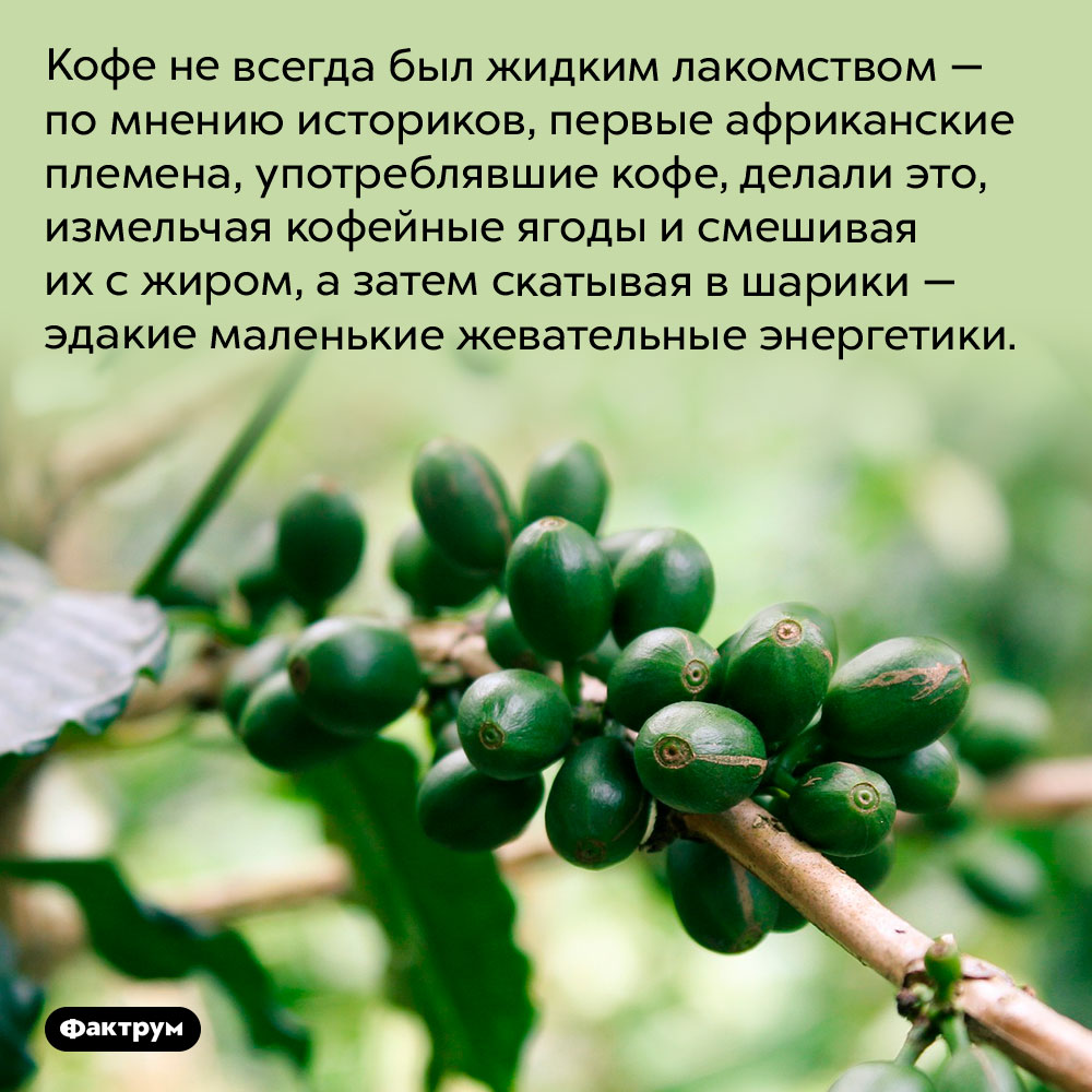 Изначально кофе ели, а не пили. Кофе не всегда был жидким лакомством — по мнению историков, первые африканские племена, употреблявшие кофе, делали это, измельчая кофейные ягоды и смешивая их с жиром, а затем скатывая в шарики — эдакие маленькие жевательные энергетики.