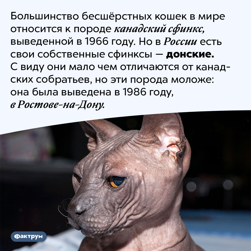 Донской сфинкс — это отдельная порода. Большинство бесшёрстных кошек в мире относится к породе канадский сфинкс, выведенной в 1966 году. Но в России есть свои собственные сфинксы — донские. С виду они мало чем отличаются от канадских собратьев, но эти порода моложе: она была выведена в 1986 году, в Ростове-на-Дону.