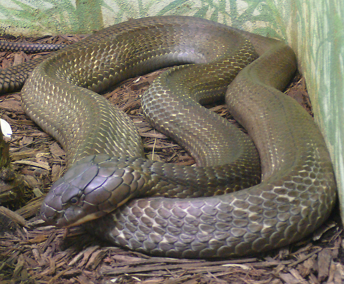 Какую змею считают опаснейшей в мире? 10 интересных фактов о змеях