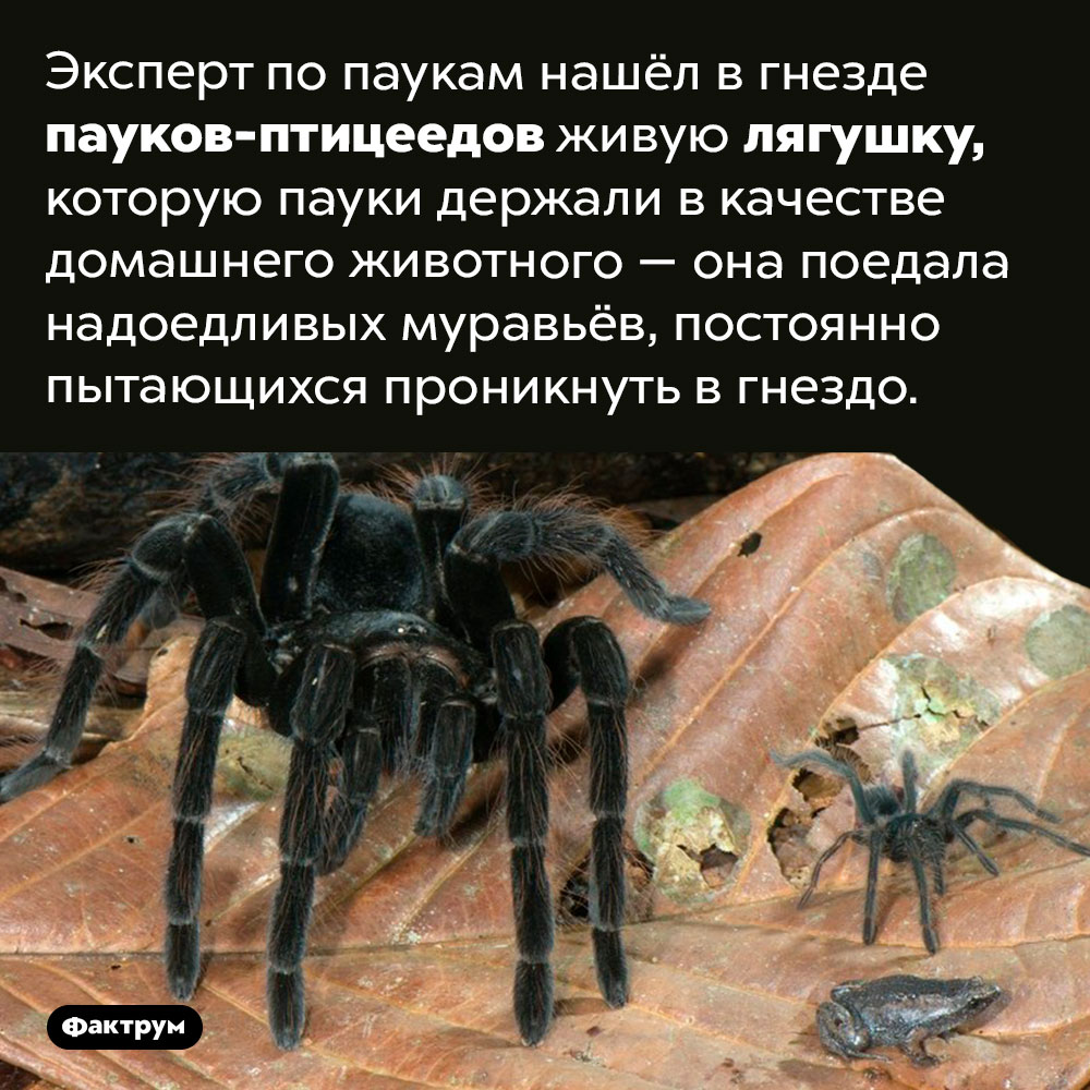 Лягушка как паучье домашнее животное. Эксперт по паукам нашёл в гнезде пауков-птицеедов живую лягушку, которую пауки держали в качестве домашнего животного — она поедала надоедливых муравьёв, постоянно пытающихся проникнуть в гнездо.