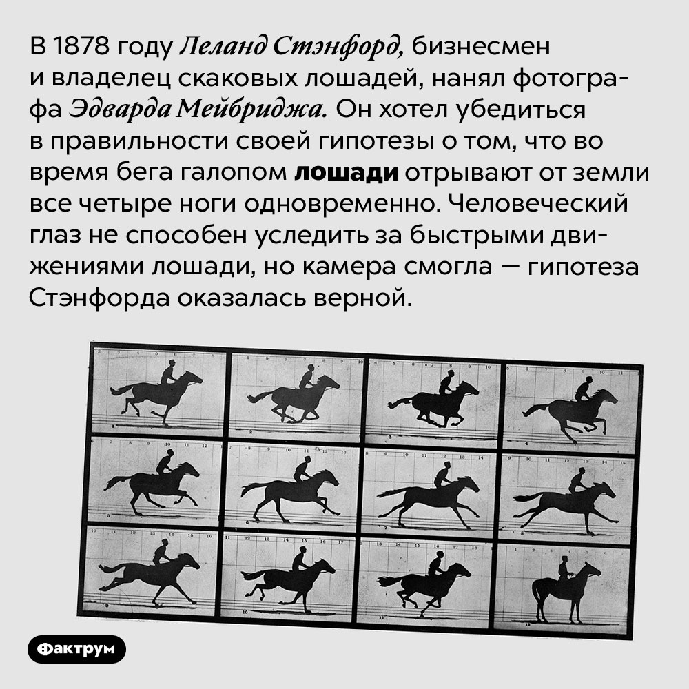 Во время бега галопом лошади отрывают от земли все четыре ноги одновременно. В 1878 году Леланд Стэнфорд, бизнесмен и владелец скаковых лошадей, нанял фотографа Эдварда Мейбриджа. Он хотел убедиться в правильности своей гипотезы о том, что во время бега галопом лошади отрывают от земли все четыре ноги одновременно. Человеческий глаз не способен уследить за быстрыми движениями лошади, но камера смогла — гипотеза Стэнфорда оказалась верной.