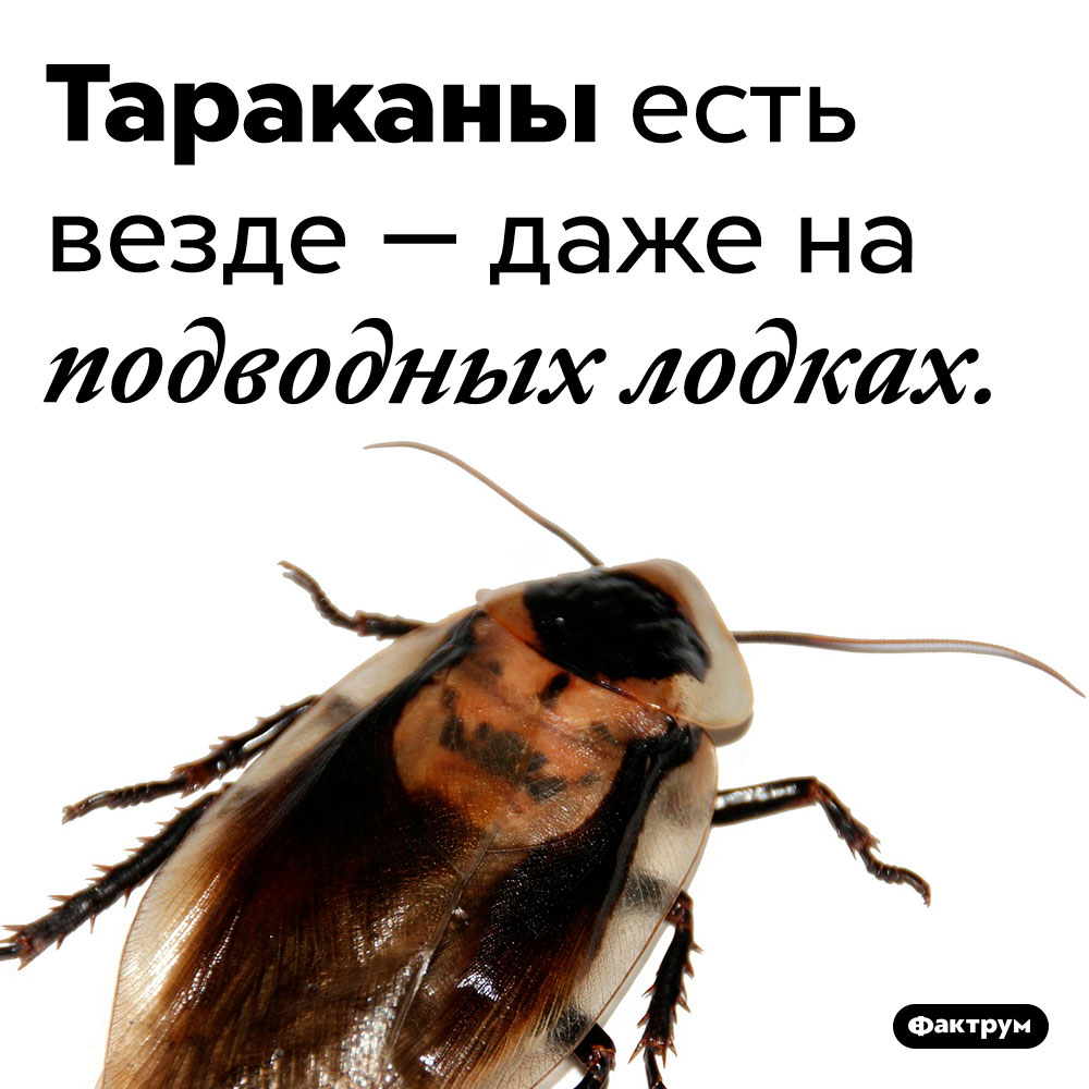 На подводных лодках тоже живут тараканы. Тараканы есть везде — даже на подводных лодках.