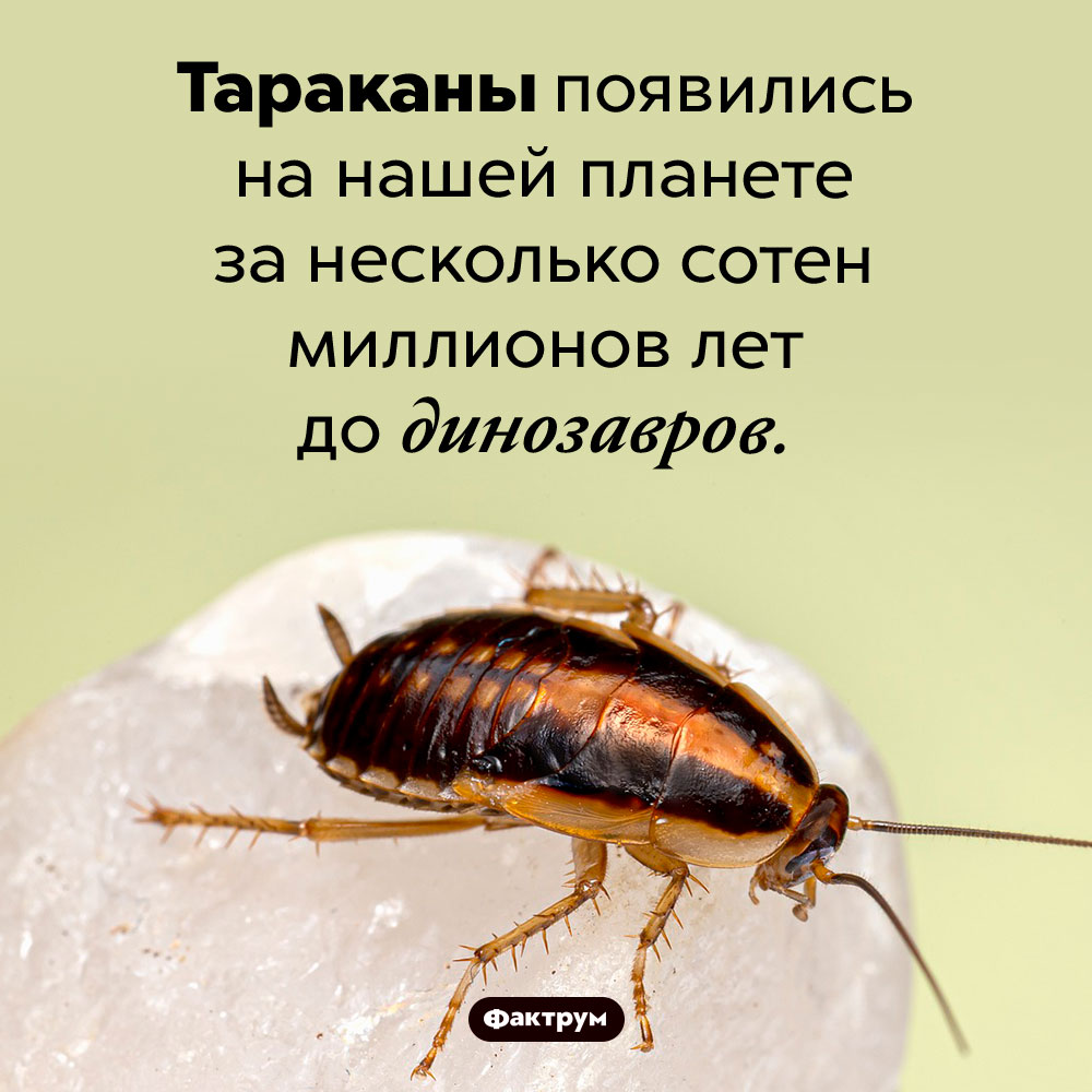 Тараканы старше динозавров. Тараканы появились на нашей планете за несколько сотен миллионов лет до динозавров.