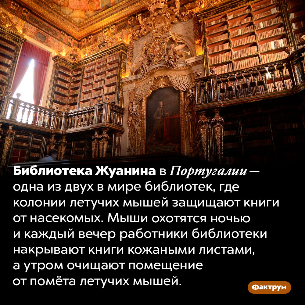 Библиотека, в которой летучие мыши защищают книги от насекомых. Библиотека Жуанина в Португалии — одна из двух в мире библиотек, где колонии летучих мышей защищают книги от насекомых. Мыши охотятся ночью и каждый вечер работники библиотеки накрывают книги кожаными листами, а утром очищают помещение от помёта летучих мышей.