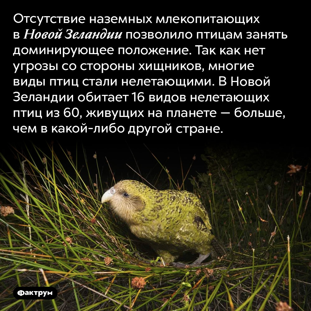 Почему в Новой Зеландии много видов нелетающих птиц. Отсутствие наземных млекопитающих в Новой Зеландии позволило птицам занять доминирующее положение. Так как нет угрозы со стороны хищников, многие виды птиц стали нелетающими. В Новой Зеландии обитает 16 видов нелетающих птиц из 60, живущих на планете — больше, чем в какой-либо другой стране.