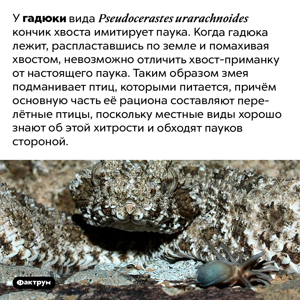 Змея с пауком на хвосте. У гадюки вида <em>Pseudocerastes urarachnoides</em> кончик хвоста имитирует паука. Когда гадюка лежит, распластавшись по земле и помахивая хвостом, невозможно отличить хвост-приманку от настоящего паука. Таким образом змея подманивает птиц, которыми питается, причём основную часть её рациона составляют перелётные птицы, поскольку местные виды хорошо знают об этой хитрости и обходят пауков стороной.