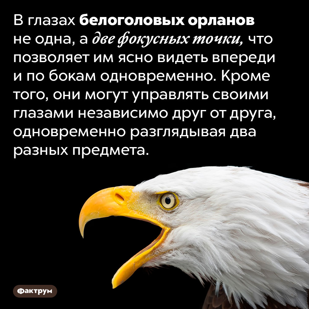 Удивительные глаза белоголовых орланов. В глазах белоголовых орланов не одна, а две фокусных точки, что позволяет им ясно видеть впереди и по бокам одновременно. Кроме того, они могут управлять своими глазами независимо друг от друга, одновременно разглядывая два разных предмета.