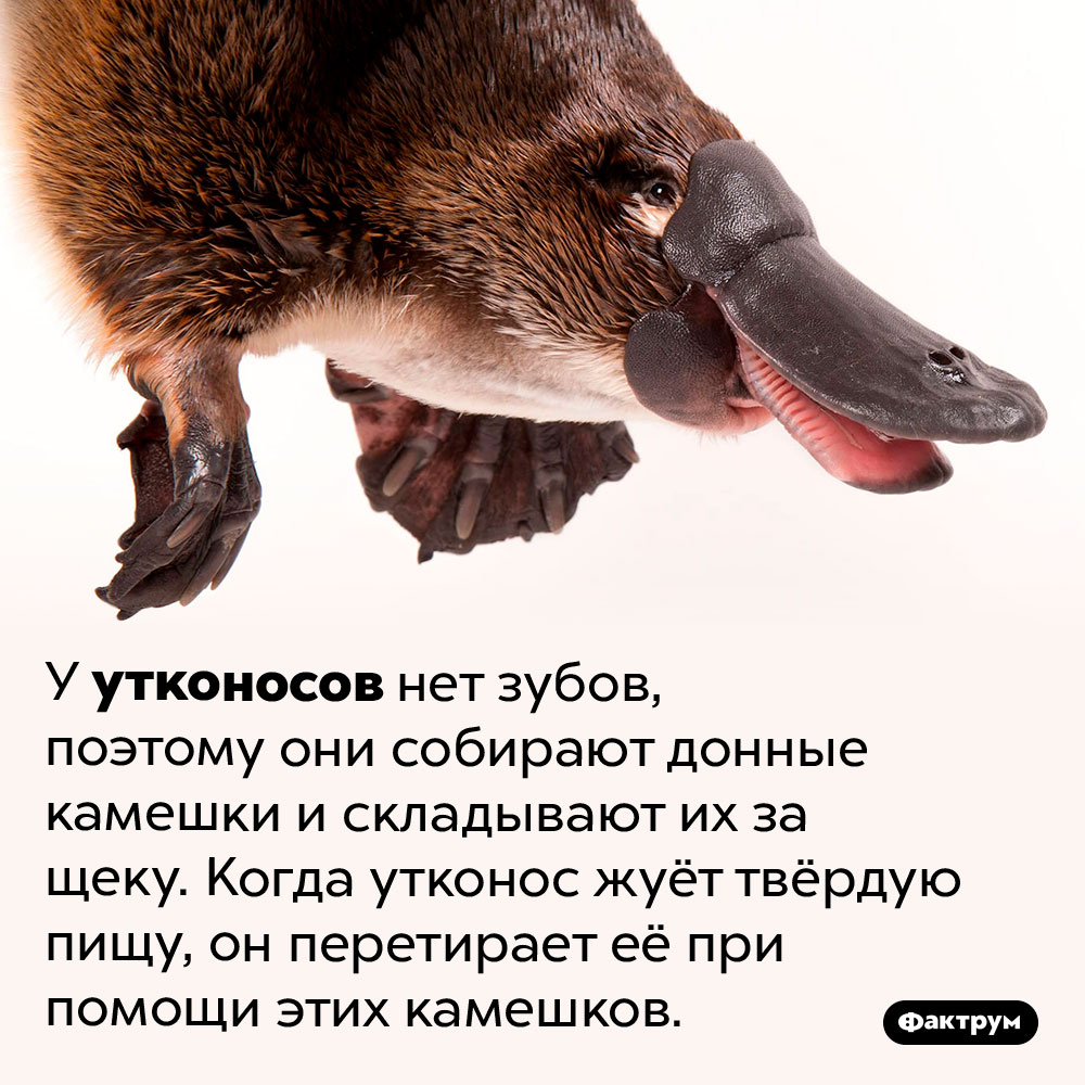 Зачем утконосу камешки за щекой. У утконосов нет зубов, поэтому они собирают донные камешки и складывают их за щеку. Когда утконос жуёт твёрдую пищу, он перетирает её при помощи этих камешков.
