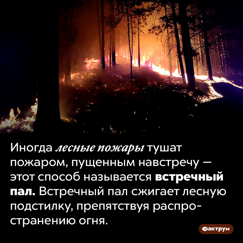 Как потушить пожар пожаром. Иногда лесные пожары тушат пожаром, пущенным навстречу — этот способ называется встречный пал. Встречный пал сжигает лесную подстилку, препятствуя распространению огня.