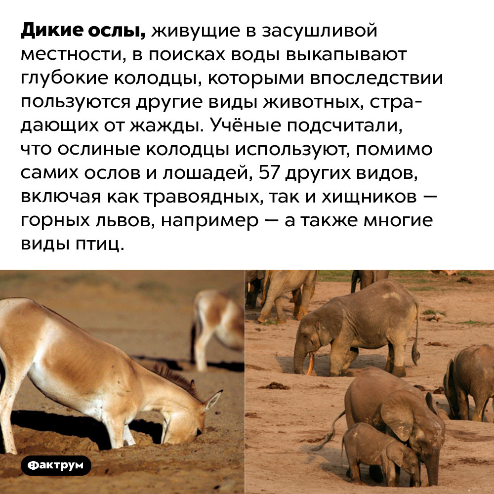 Зачем ослы копают колодцы. Дикие ослы, живущие в засушливой местности, в поисках воды выкапывают глубокие колодцы, которыми впоследствии пользуются другие виды животных, страдающих от жажды. Учёные подсчитали, что ослиные колодцы используют, помимо самих ослов и лошадей, 57 других видов, включая как травоядных, так и хищников — горных львов, например — а также многие виды птиц.