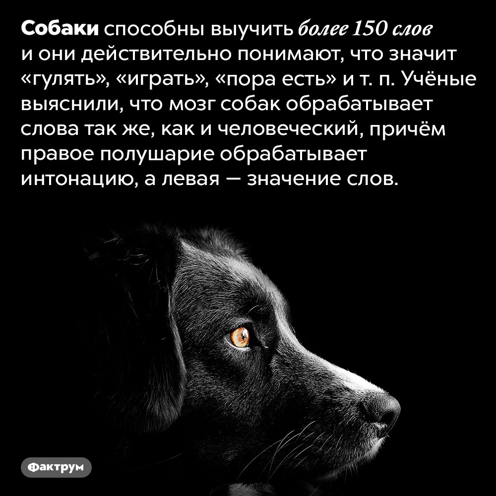 Собаки распознают человеческую речь так же, как люди. Собаки способны выучить более 150 слов и они действительно понимают, что значит «гулять», «играть», «пора есть» и т. п. Учёные выяснили, что мозг собак обрабатывает слова так же, как и человеческий, причём правое полушарие обрабатывает интонацию, а левая — значение слов.