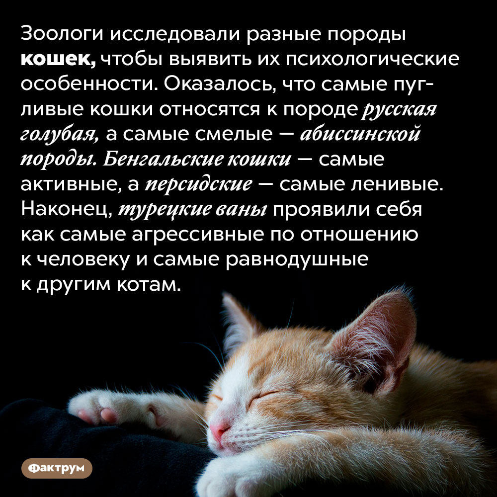 У какой породы кошек какой характер. Зоологи исследовали разные породы кошек, чтобы выявить их психологические особенности. Оказалось, что самые пугливые кошки относятся к породе русская голубая, а самые смелые — абиссинской породы. Бенгальские кошки — самые активные, а персидские — самые ленивые. Наконец, турецкие ваны проявили себя как самые агрессивные по отношению к человеку и самые равнодушные к другим котам.