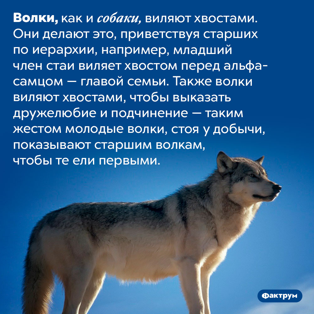 Волки тоже виляют хвостами. Волки, как и собаки, виляют хвостами. Они делают это, приветствуя старших по иерархии, например, младший член стаи виляет хвостом перед альфа-самцом — главой семьи. Также волки виляют хвостами, чтобы выказать дружелюбие и подчинение — таким жестом молодые волки, стоя у добычи, показывают старшим волкам, чтобы те ели первыми.