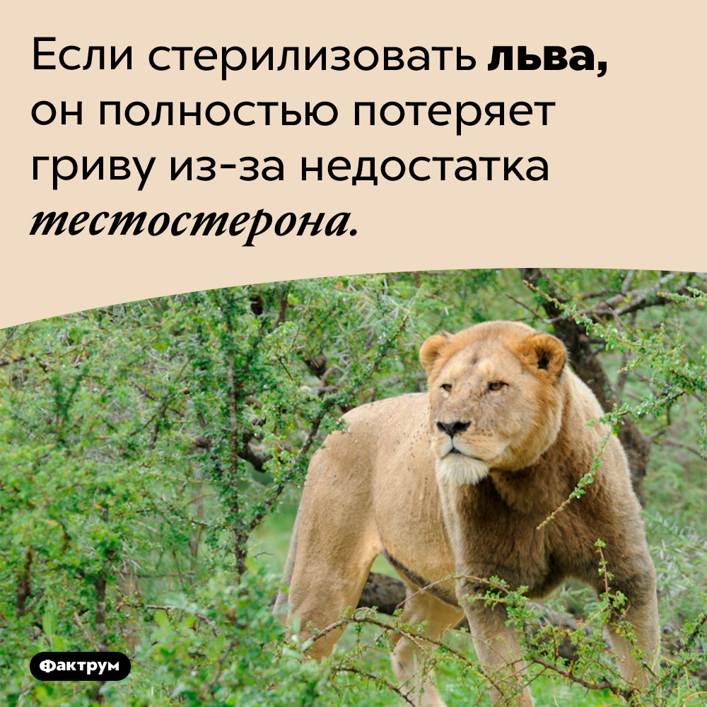 Что будет, если стерилизовать льва. Если стерилизовать льва, он полностью потеряет гриву из-за недостатка тестостерона.