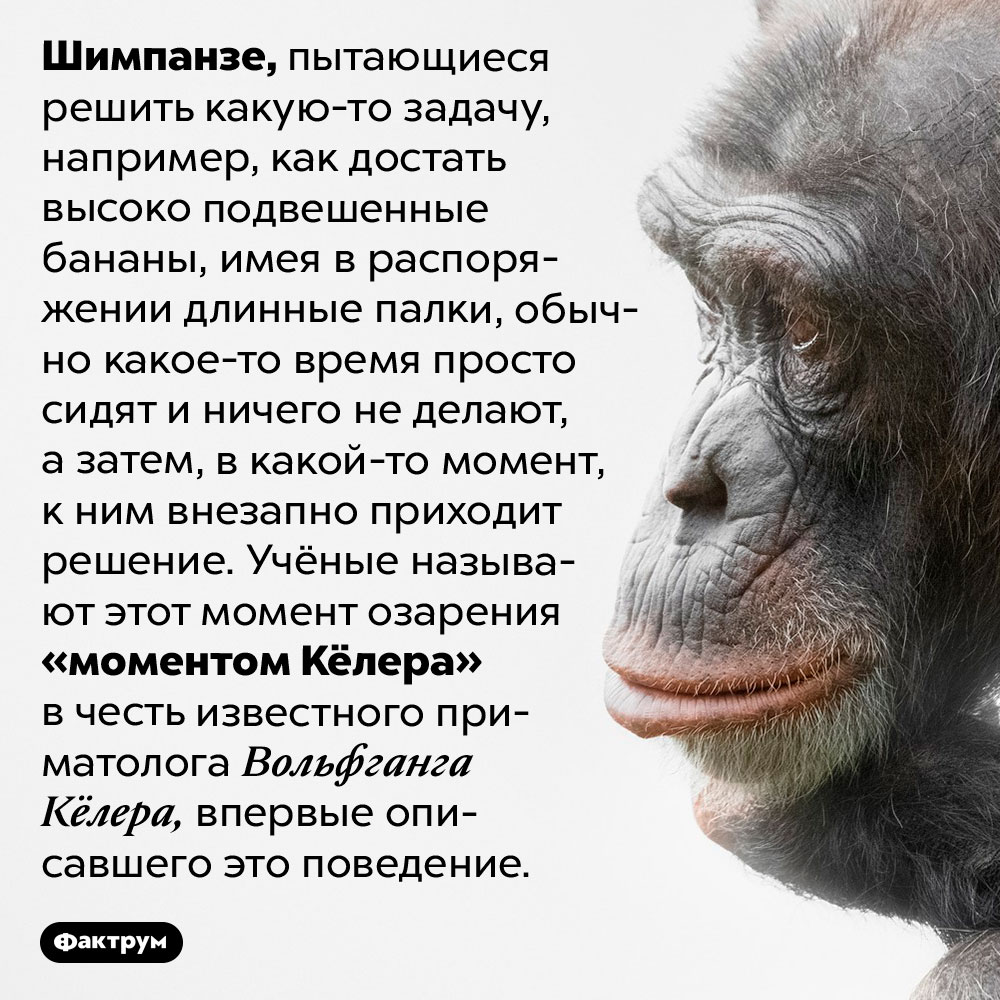 У шимпанзе бывают озарения. Шимпанзе, пытающиеся решить какую-то задачу, например, как достать высоко подвешенные бананы, имея в распоряжении длинные палки, обычно какое-то время просто сидят и ничего не делают, а затем, в какой-то момент, к ним внезапно приходит решение. Учёные называют этот момент озарения «моментом Кёлера» в честь известного приматолога Вольфганга Кёлера, впервые описавшего это поведение.