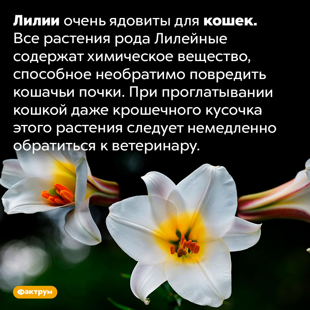 Лилии ядовиты для кошек. Лилии очень ядовиты для кошек. Все растения рода Лилейные содержат химическое вещество, способное необратимо повредить кошачьи почки. При проглатывании кошкой даже крошечного кусочка этого растения следует немедленно обратиться к ветеринару.