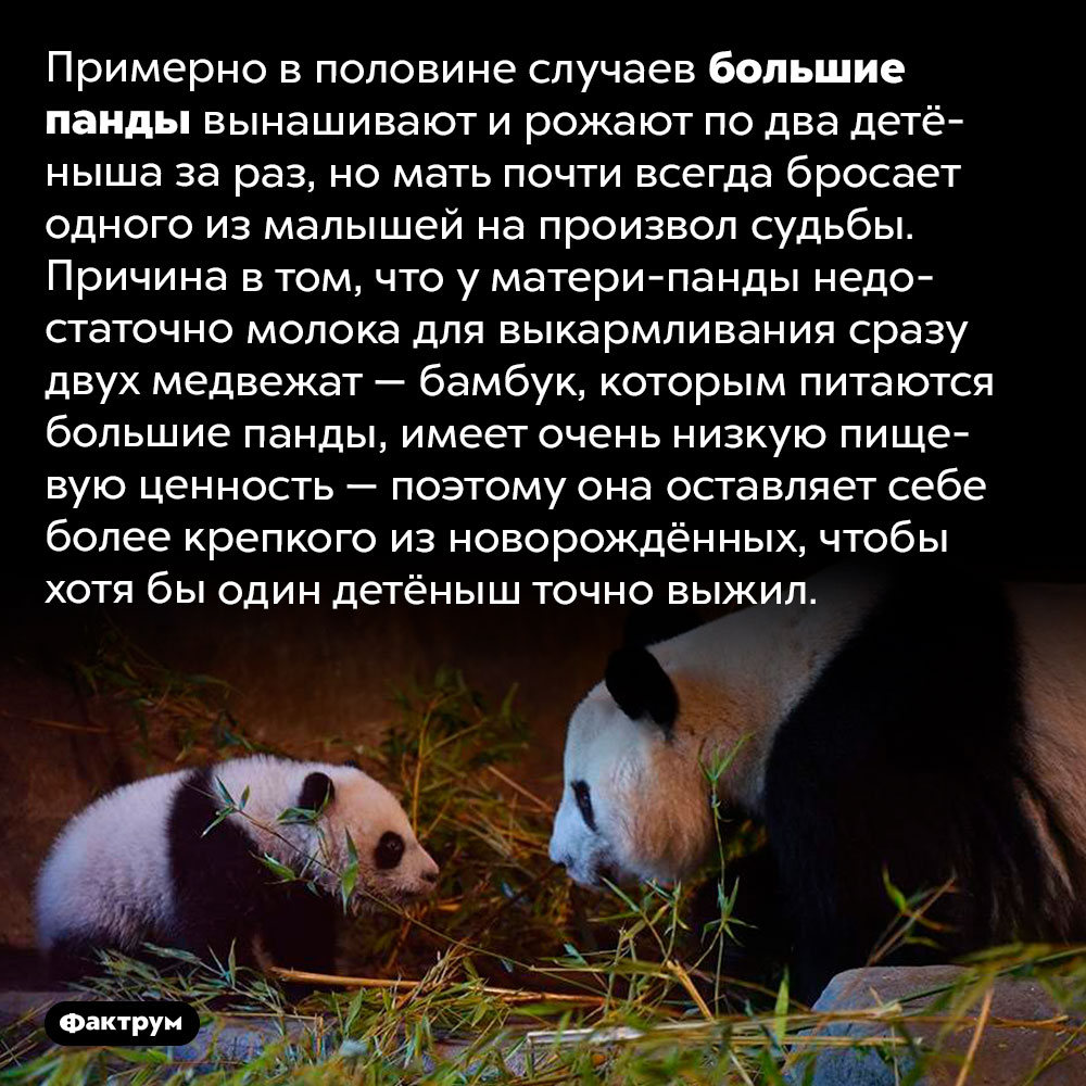 Почему мамы-панды бросают своих детёнышей. Примерно в половине случаев большие панды вынашивают и рожают по два детёныша за раз, но мать почти всегда бросает одного из малышей на произвол судьбы. Причина в том, что у матери-панды недостаточно молока для выкармливания сразу двух медвежат — бамбук, которым питаются большие панды, имеет очень низкую пищевую ценность — поэтому она оставляет себе более крепкого из новорождённых, чтобы хотя бы один детёныш точно выжил.