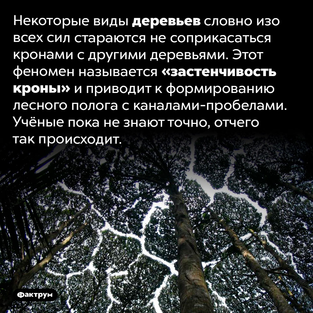 Природа застенчивости