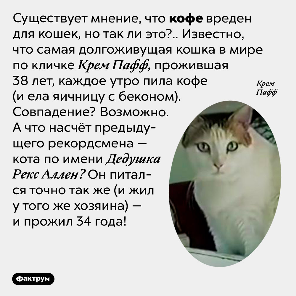 Крем пафф кот