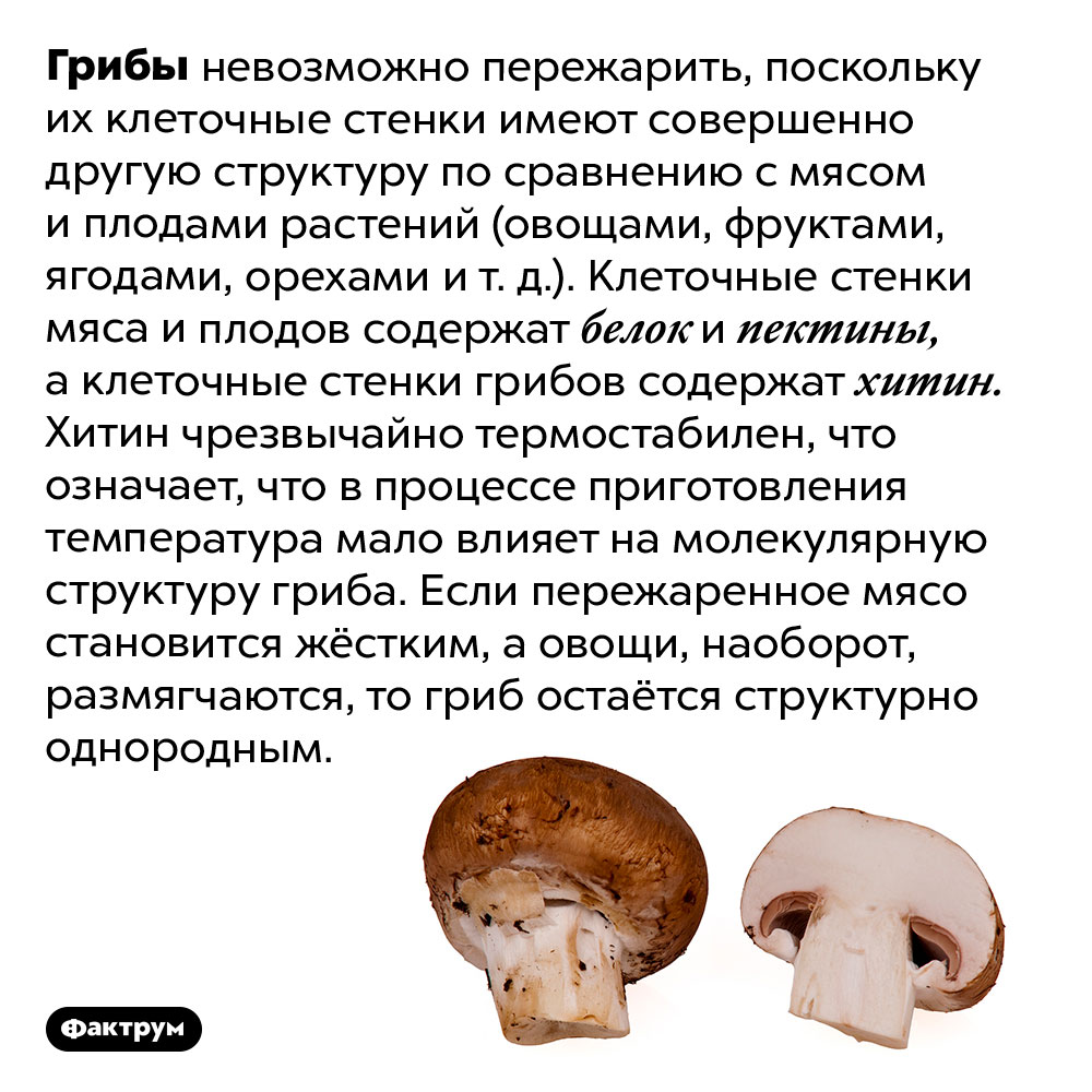 Грибы невозможно пережарить. Грибы невозможно пережарить, поскольку их клеточные стенки имеют совершенно другую структуру по сравнению с мясом и плодами растений (овощами, фруктами, ягодами, орехами и т. д.). Клеточные стенки мяса и плодов содержат белок и пектины, а клеточные стенки грибов содержат хитин. Хитин чрезвычайно термостабилен, что означает, что в процессе приготовления температура мало влияет на молекулярную структуру гриба. Если пережаренное мясо становится жёстким, а овощи, наоборот, размягчаются, то гриб остаётся структурно однородным.
