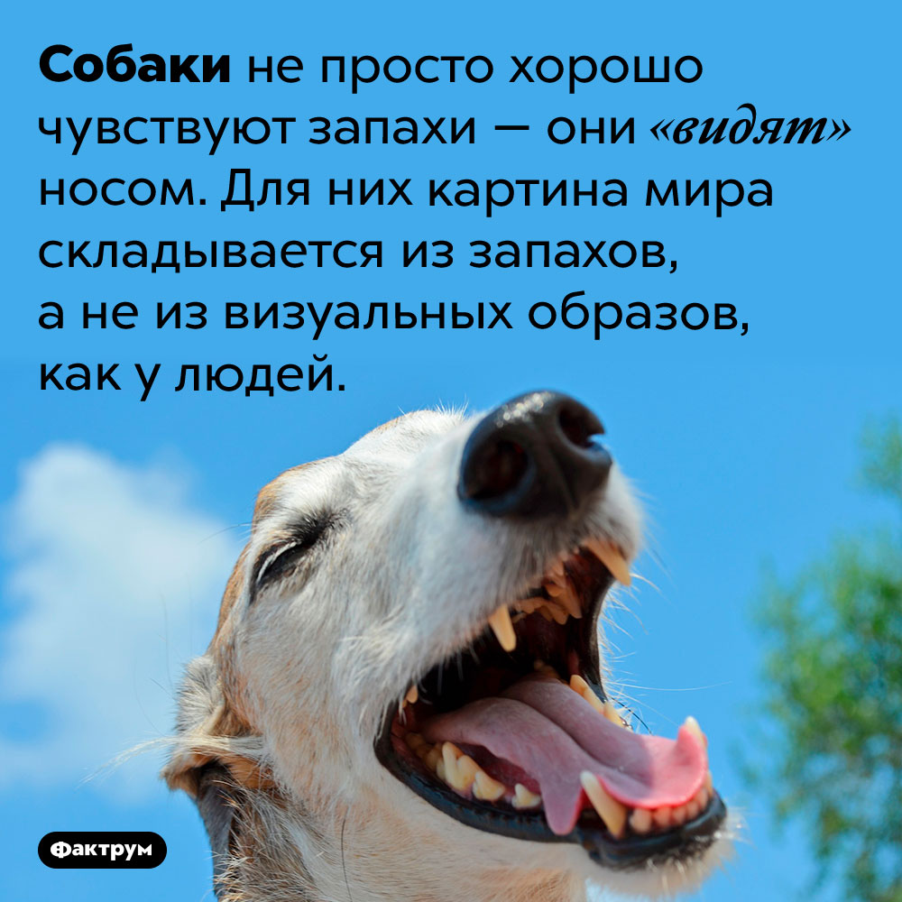 Собаки видят носом. Собаки не просто хорошо чувствуют запахи — они «видят» носом. Для них картина мира складывается из запахов, а не из визуальных образов, как у людей.